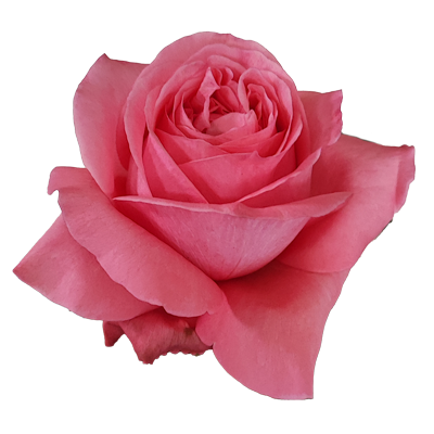 Pink-X-pression-1