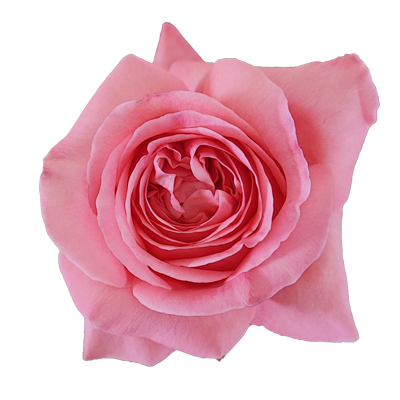 Pink-X-pression-2