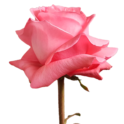 Pink-X-pression-3